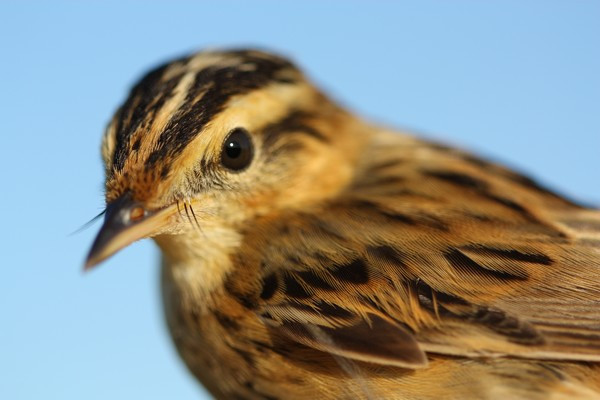 photo-5-phragmite-aquatique-cochard-g-29786