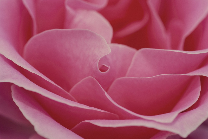 pink-600598-1280-24242