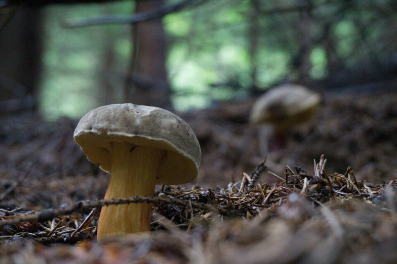 plan-champignon
