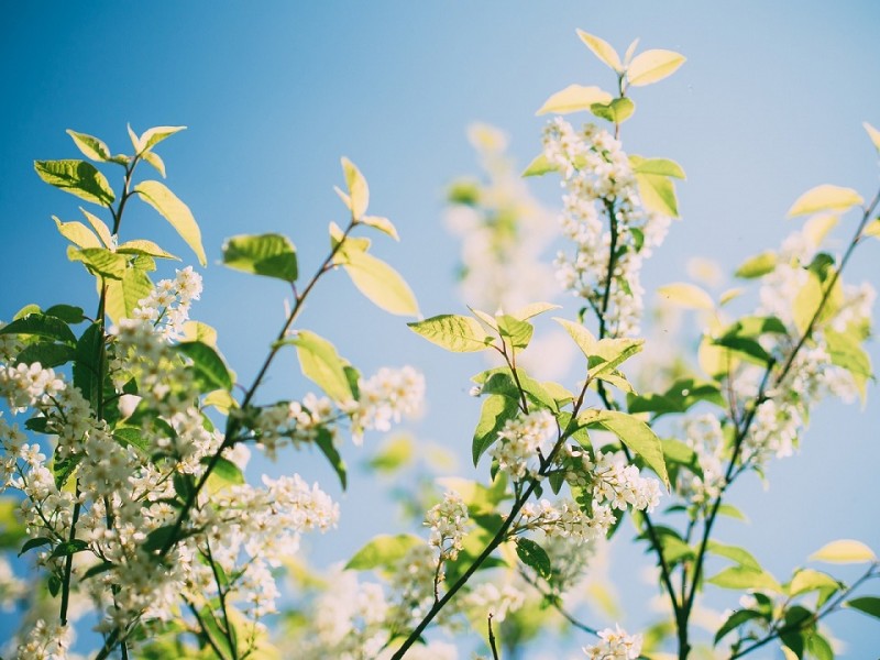 plantation-arbres-stbrevin-17004