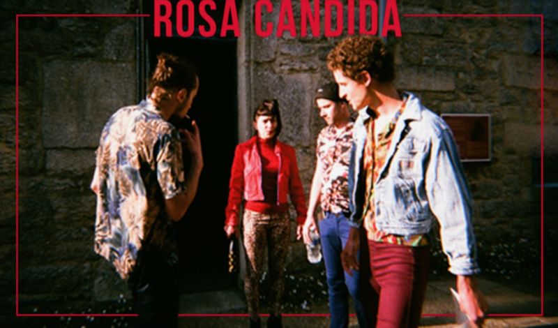 rosa-candida-22277