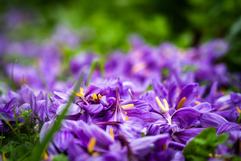 safran-dsc08215-web-ypov-agency-30635