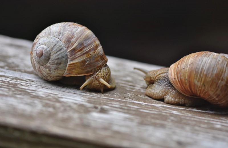 snail-g0da343726-1920-16734