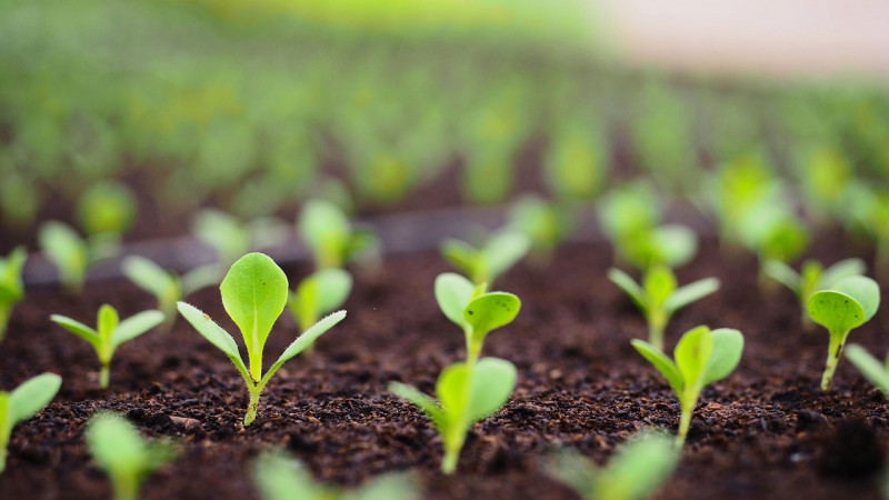 sprouts-5966727-1280-28615