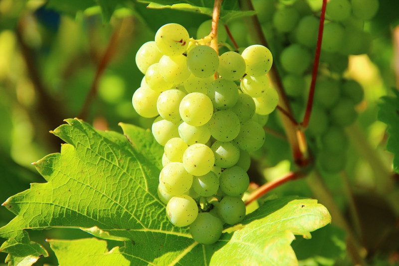vigne-17999