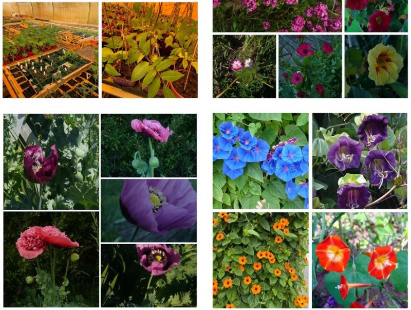 visuel-marche-plants-stbrevin-15062