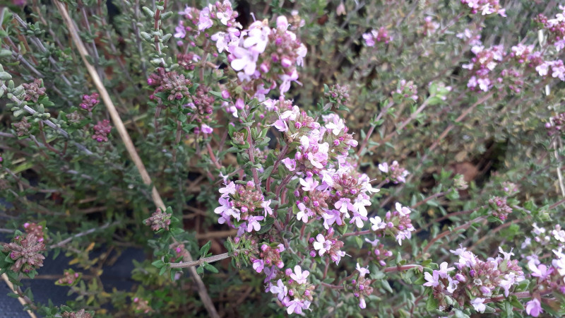 visuel-temps-des-plantes-frossay-23330