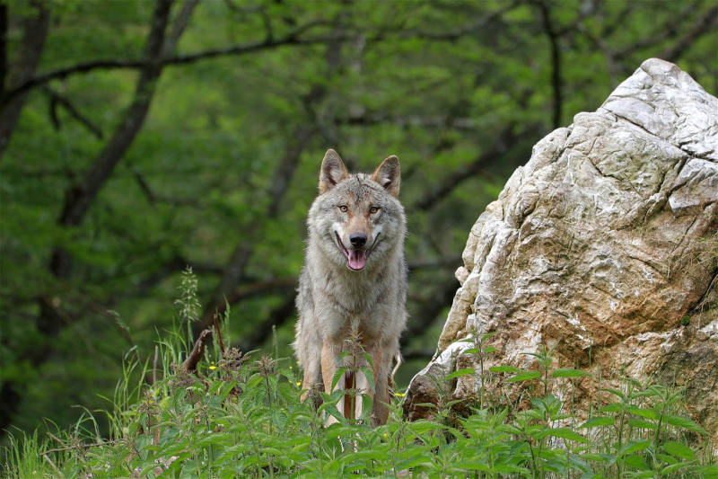 wolf-6319260-1280-28611